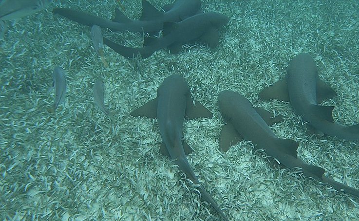 Shark and Ray Alley